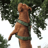 Green Harness