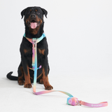 Juego de arneses para perros Comfort Control No-Pull - Pastel Icing
