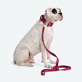 Comfort Controle Halsband - Fuchsia Camo