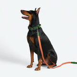 Comfort Controle Halsband Set - Groen Oranje