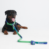 Conjunto de arreios para cães sem puxão com controle de conforto - Lime Wave