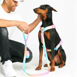 Juego de arneses para perros Comfort Control No-Pull - Pastel Icing