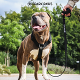 Black Harness||size:S,M,L