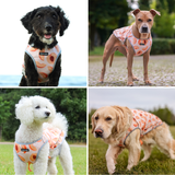 Peaches Cooling Vest||size:S,M,L,XL,2XL,3XL,4XL