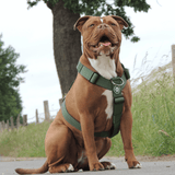 Arnés para perros Comfort Control No-Pull - Verde