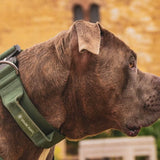 Juego de collar táctico para perros - Verde militar
