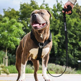 Conjunto de arnês para cães sem puxão com controle de conforto - Preto