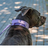 Collar Táctico para Perro - Lila