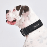 Black Collar
