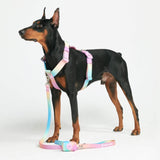 Juego de arneses para perros Comfort Control No-Pull - Pastel Icing
