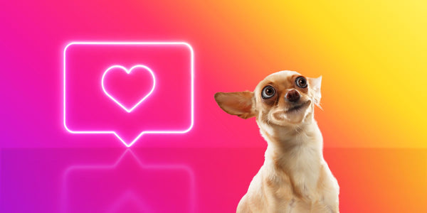 Dog Influencer Guide: Turn Your Dog Into The Next Social Media Superstar!