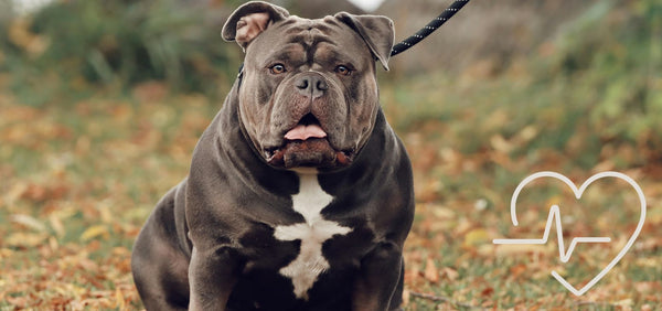 Exotic Bully Health Problems: A Detailed Guide