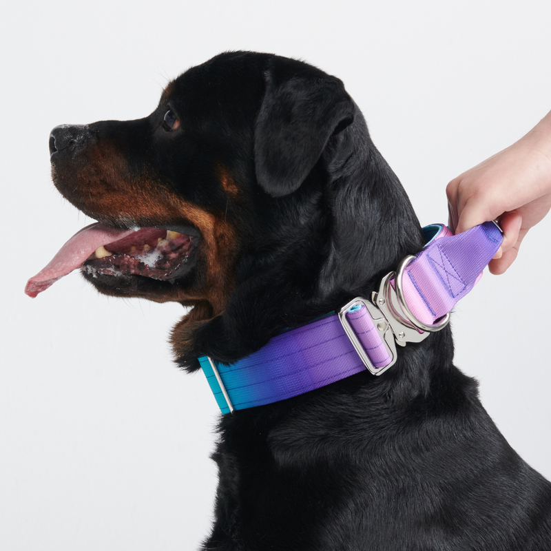 Comfort Control Collar - 90s Retro