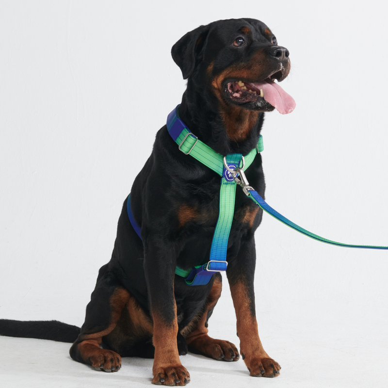 Comfort Control No-Pull Dog Harness Set - Lime Wave