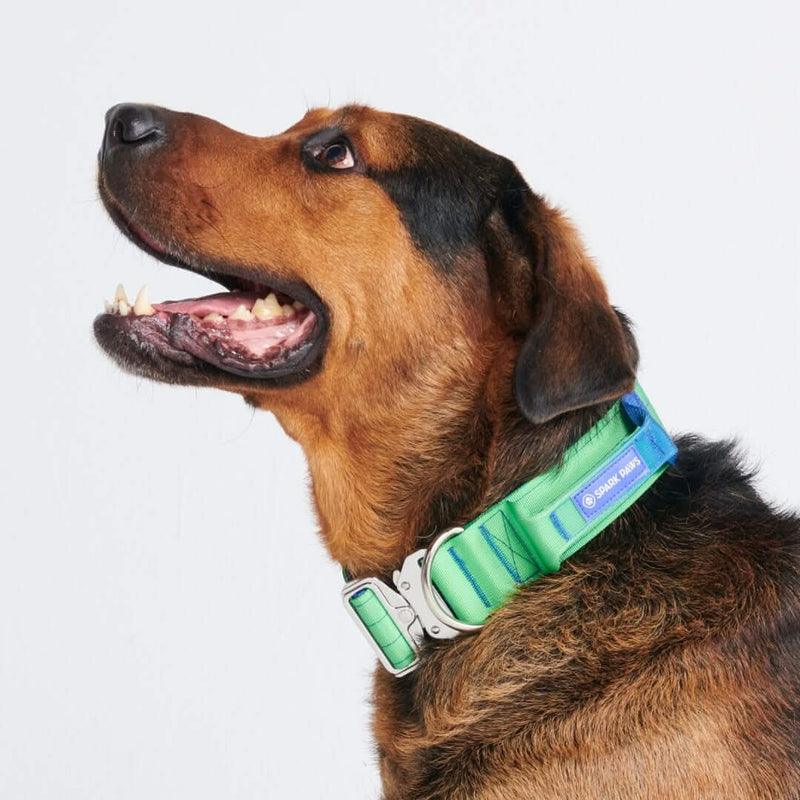 Lime Wave Collar