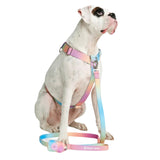 Leash and Poop Bag Holder Set - Pastel Icing