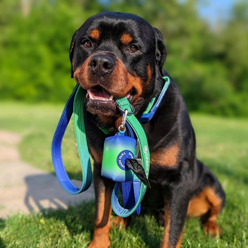 Leash and Poop Bag Holder Set - Lime Wave