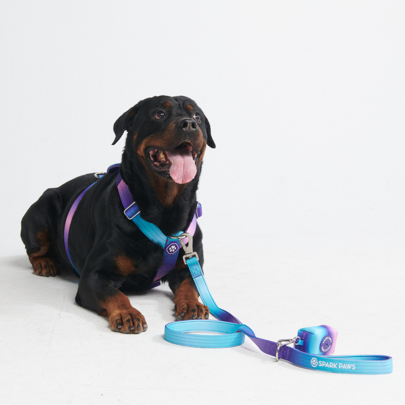 Comfort Control No-Pull Dog Harness - 90s Retro