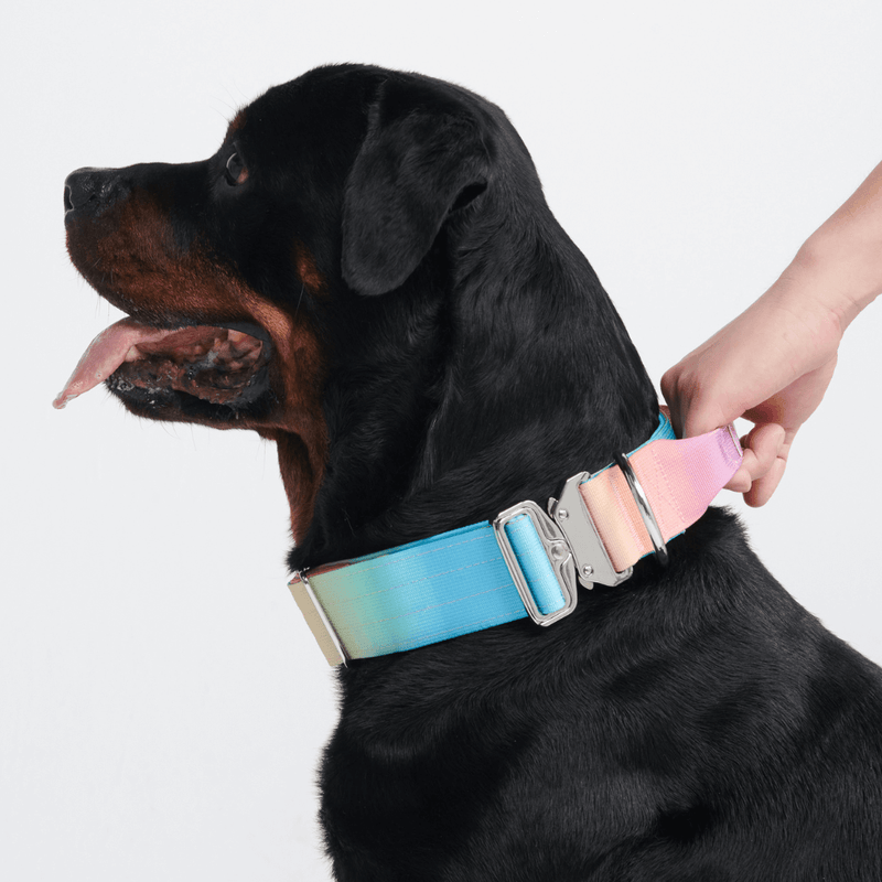 Pastel Icing Collar