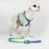 Lime Wave Harness