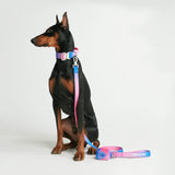 Comfort Control Collar Set - Snow Cone