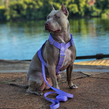 Comfort Control™ No-Pull Dog Harness - Lilac