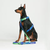 Comfort Control No-Pull Dog Harness Set - Lime Wave