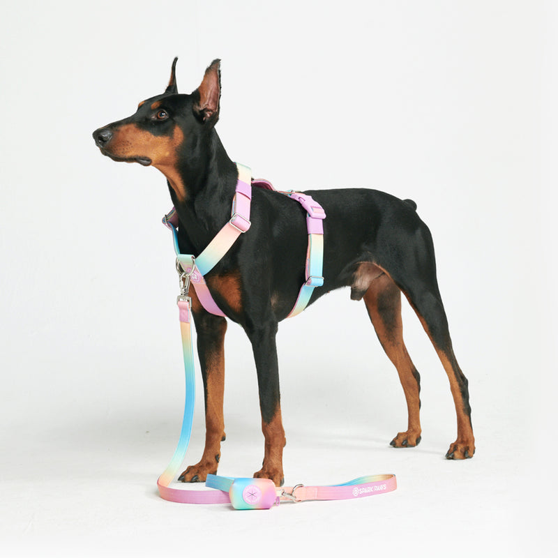 Comfort Control No-Pull Dog Harness Set - Pastel Icing