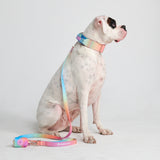 Comfort Control Collar Set - Pastel Icing